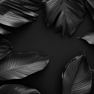 black leaf